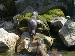 FZ006200 North American river otters (Lontra canadensis).jpg